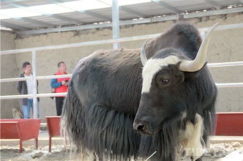 图为康马县嘎拉谷玉克堆牦牛养殖业农民专业合作社的牦牛 摄影